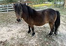 Miniature - Horse for Sale in Lufkin, TX 75904