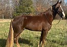 Tennessee Walking - Horse for Sale in , TN 63601
