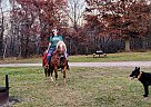 Haflinger - Horse for Sale in Sebeka, MN 56477 Haflinger - Horse for Sale in Sebeka, MN 56477