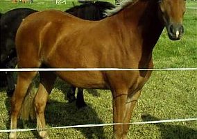 Welsh Pony and Cob (Welsh Pony and Cob, Mare)