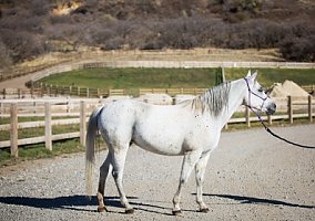 Arabian (Arabian, Mare) in Alpine, UT