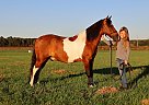 Chief - Gelding in Pavo, GA Chief - Gelding in Pavo, GA