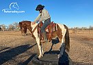 Charlie - Gelding in Fort Collins, CO Charlie - Gelding in Fort Collins, CO
