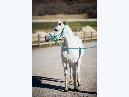Great Arabian Broodmare Halter Bloodlines - WN Feather Design
