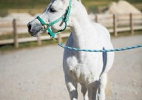 Arabian (Arabian, Mare) in Alpine, UT