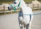 Arabian - Horse for Sale in Alpine, UT 84004