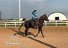 Revi - Gelding in Seligman, MO Revi - Gelding in Seligman, MO