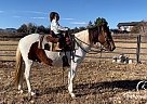 Major - Gelding in Fort Collins, CO Major - Gelding in Fort Collins, CO