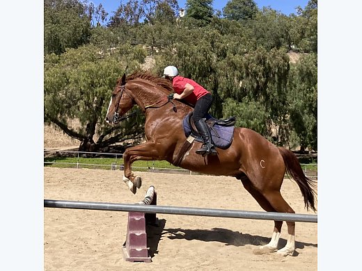 Lesson Horse for Sale