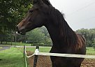 Crescent - Mare in Loysville, PA Crescent - Mare in Loysville, PA