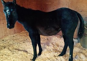 Quarter Horse (Quarter Horse, Mare) in Victor, MT