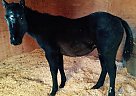 Quarter Horse - Horse for Sale in Victor, MT 59875 Quarter Horse - Horse for Sale in Victor, MT 59875