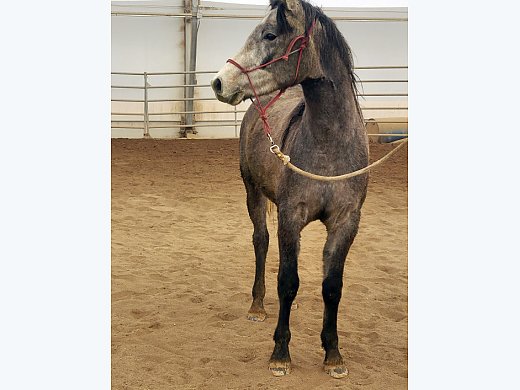 Performance Built Gelding