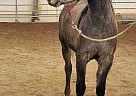 Arabian - Horse for Sale in Custer, SD 57730