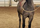 Arabian - Horse for Sale in Custer, SD 57730 Arabian - Horse for Sale in Custer, SD 57730