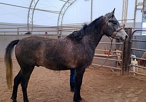 Arabian (Arabian, Gelding) in Custer, SD
