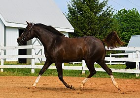 Welsh Pony and Cob (Welsh Pony and Cob, Mare) in Cherryville, NC