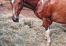 Buck - Gelding in Otto, NC Buck - Gelding in Otto, NC