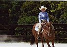Quarter Horse - Horse for Sale in , PA Quarter Horse - Horse for Sale in , PA