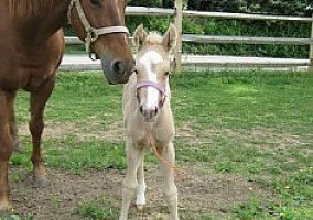 Quarter Horse (Quarter Horse, Mare) in PA