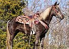Rocky Mountain - Horse for Sale in Strunk, KY 42649 Rocky Mountain - Horse for Sale in Strunk, KY 42649
