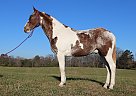 Spotted Saddle - Horse for Sale in Strunk, KY 42649