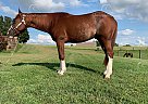 Boujee - Gelding in London, KY Boujee - Gelding in London, KY