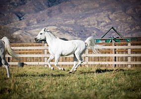 Arabian (Arabian, Mare) in Alpine, UT