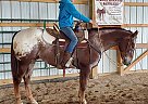 Max - Gelding in Pine Village, IN Max - Gelding in Pine Village, IN
