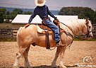 Syd Barrett - Gelding in Grantville, PA Syd Barrett - Gelding in Grantville, PA