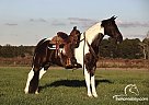 Peanut - Gelding in Pavo, GA Peanut - Gelding in Pavo, GA