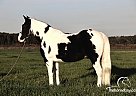 Checkers - Gelding in Pavo, GA Checkers - Gelding in Pavo, GA