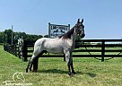 True Blue - Gelding in Bowling Green, KY True Blue - Gelding in Bowling Green, KY