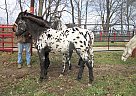Ulrich Cowboy - Stallion in Princeton, IL Ulrich Cowboy - Stallion in Princeton, IL
