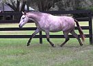Tranquilo - Gelding in Ocala, FL Tranquilo - Gelding in Ocala, FL