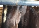 Barrel Horse Livvy