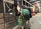 Paint - Horse for Sale in Ramsey, MN 55303 Paint - Horse for Sale in Ramsey, MN 55303