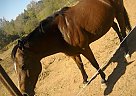 Paint Needing a Home Paint Mare