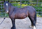 Gypsy Vanner - Horse for Sale in NORCO/RIVERSIDE, CA 92860