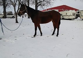 Horse for Sale Quarter Horse Mare