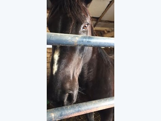 Barrel Horse