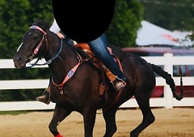 Quarter Horse (Quarter Horse, Mare) in Saegertown, PA
