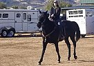 Thoroughbred - Horse for Sale in Flagstaff, AZ 86004