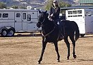 Thoroughbred - Horse for Sale in Flagstaff, AZ 86004 Thoroughbred - Horse for Sale in Flagstaff, AZ 86004