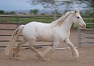 Gypsy Vanner - Horse for Sale in NORCO/RIVERSIDE, CA 92860 Gypsy Vanner - Horse for Sale in NORCO/RIVERSIDE, CA 92860