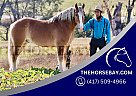 Belgian Draft - Horse for Sale in Glasgow, KY 42141 Belgian Draft - Horse for Sale in Glasgow, KY 42141