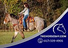 Draft - Horse for Sale in Auburn, KY 42206 Draft - Horse for Sale in Auburn, KY 42206