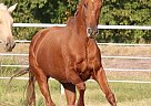 Andalusian - Horse for Sale in Corsicana, TX 75109 Andalusian - Horse for Sale in Corsicana, TX 75109