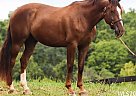 Quarter Horse - Horse for Sale in Wheatland, MO 65779 Quarter Horse - Horse for Sale in Wheatland, MO 65779