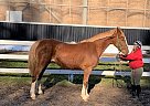 Shandy - Mare in EdenValley, ON Shandy - Mare in EdenValley, ON